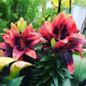 Meet your Posher, Ella